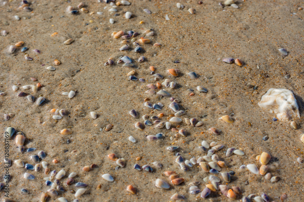 Colorful Coquina clams in a large group on the sand.