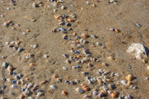 Obraz na płótnie Colorful Coquina clams in a large group on the sand. w salonie