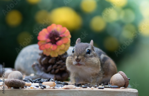 Chipmunk looks ahead with mouth closed in surrounded by acorns and pinecones
