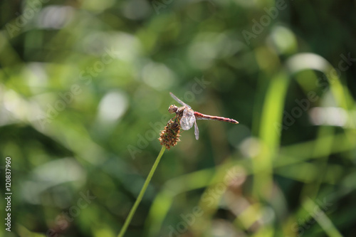 Libelle auf Pflanze