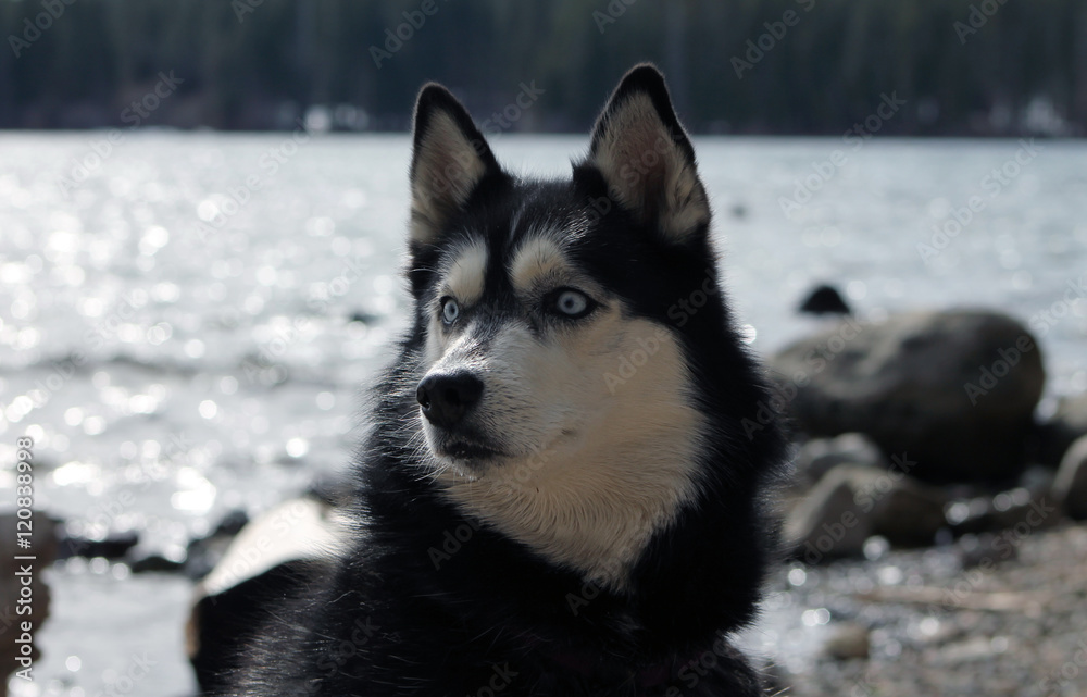 Husky Alert Horizontal/Purebred Siberian Husky next to a lake, looking right at alert position. Husky Alert Horizontal/Purebred Siberian Husky next to a lake, looking right at alert position.
