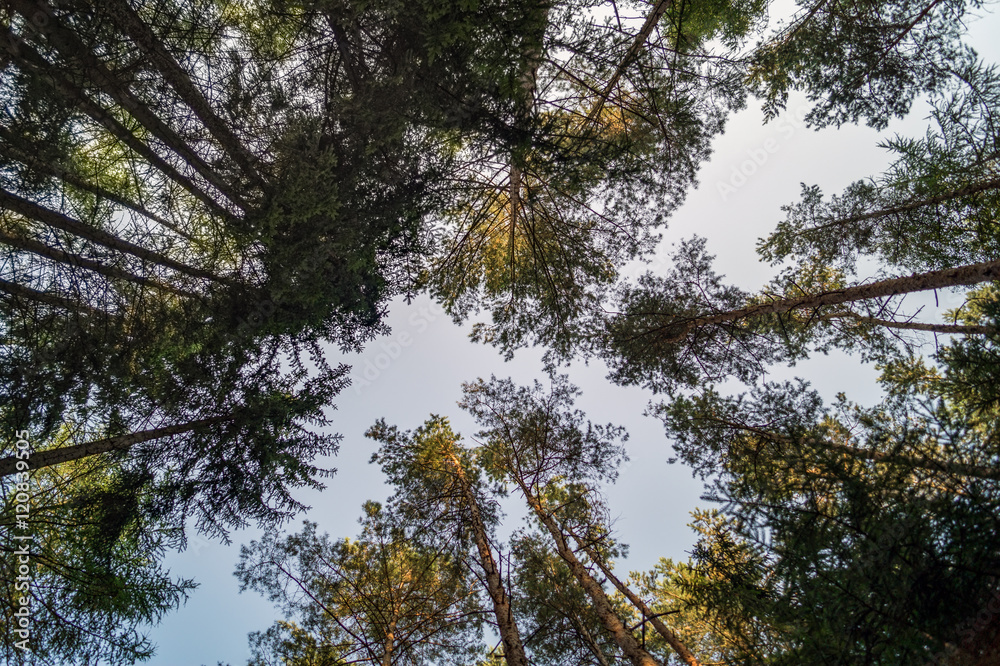 Baumkronen im Herbst Baumkronen im Herbst