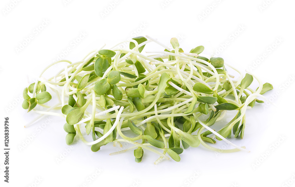 green young sunflower sprouts isolated on white background green young sunflower sprouts isolated on white background