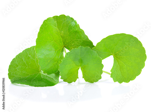 Centella asiatica isolated on white background photo