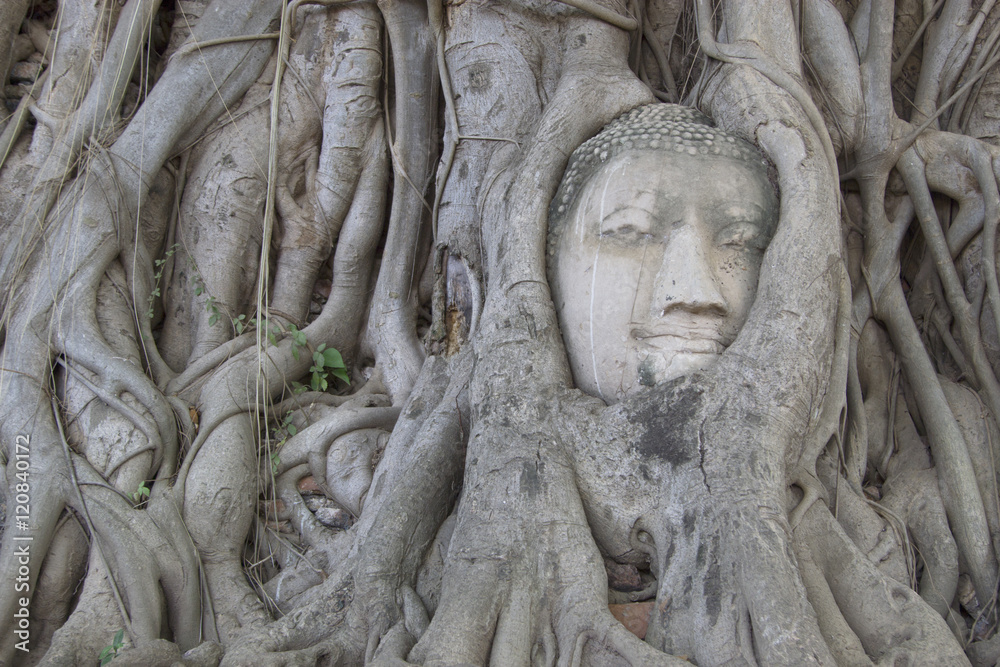 Buddha in tree roots