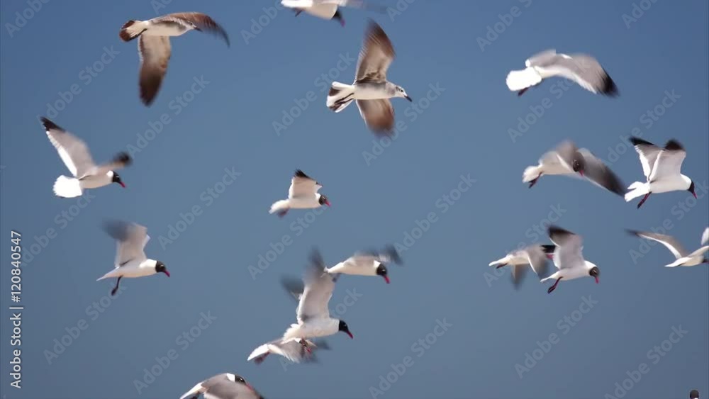 Flock of seagulls aka Laughing Gulls flying over Isla Beach on South Padre Island, Texas