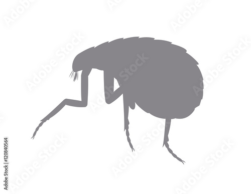 Tick Insect Shape