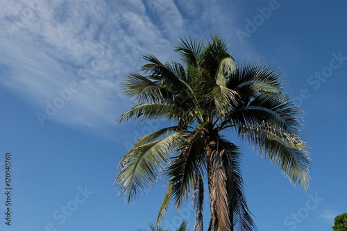 The Coconut Tree Under Blue Sky With Copy Space Area