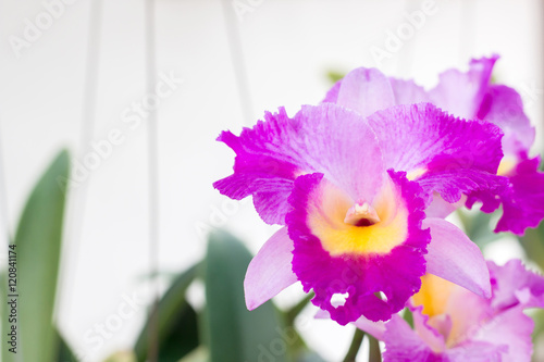 Fototapeta Naklejka Na Ścianę i Meble -  purple hybrid cattleya orchid