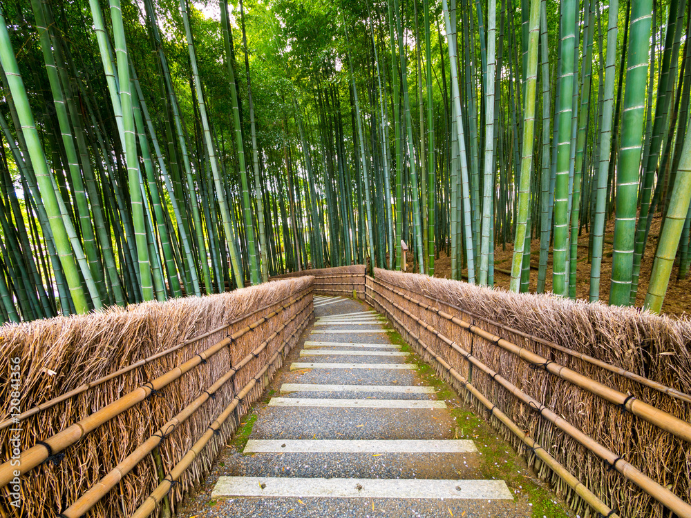 Fototapeta Path to bamboo forest, Arashiyama, Kyoto, Japan.