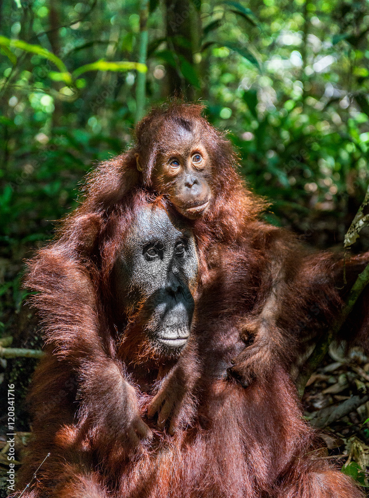 Fototapeta premium A female of the orangutan with a cub in a natural habitat. Central Bornean orangutan (Pongo pygmaeus wurmbii) in the wild nature. Wild Tropical Rainforest of Borneo. Indonesia