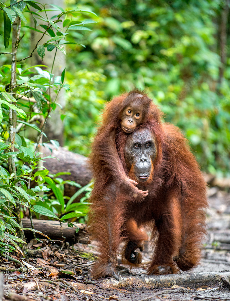 Naklejka premium A female of the orangutan with a cub in a natural habitat. Central Bornean orangutan (Pongo pygmaeus wurmbii) in the wild nature. Wild Tropical Rainforest of Borneo. Indonesia