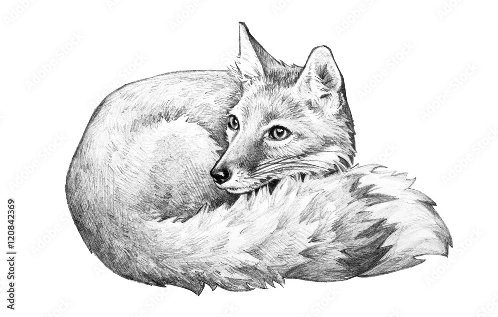 Cute fox drawing forest animals sketch wall art' Sticker | Spreadshirt