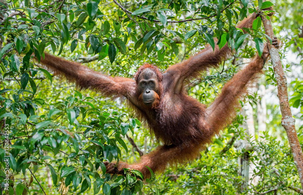 Naklejka premium Great Ape on the tree. Central Bornean orangutan ( Pongo pygmaeus wurmbii ) in natural habitat. Wild nature in Tropical Rainforest of Borneo.
