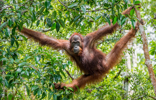 Great Ape on the tree. Central Bornean orangutan  ( Pongo pygmaeus wurmbii ) in natural habitat. Wild nature in Tropical  Rainforest of Borneo. photo