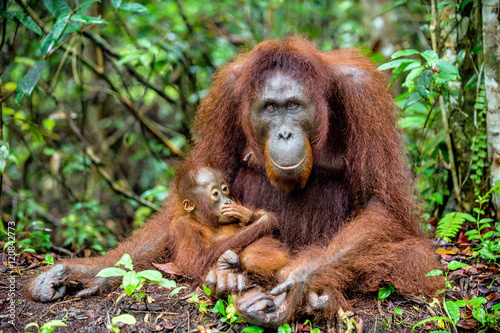 A female of the orangutan with a cub in a natural habitat. Central Bornean orangutan (Pongo pygmaeus wurmbii) in the wild nature. Wild Tropical Rainforest of Borneo. Indonesia