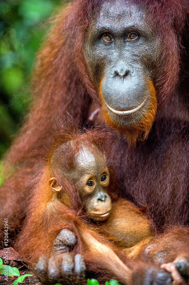 Fototapeta premium A female of the orangutan with a cub in a natural habitat. Central Bornean orangutan (Pongo pygmaeus wurmbii) in the wild nature. Wild Tropical Rainforest of Borneo. Indonesia