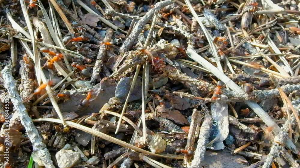 Ants scurrying around in an ant hill. Life industrious insects in the wild. A colony of red ants. The family of ants workaholic. Ants scurrying around in an ant hill. Life industrious insects in the wild. A colony of red ants. The family of ants workaholic.