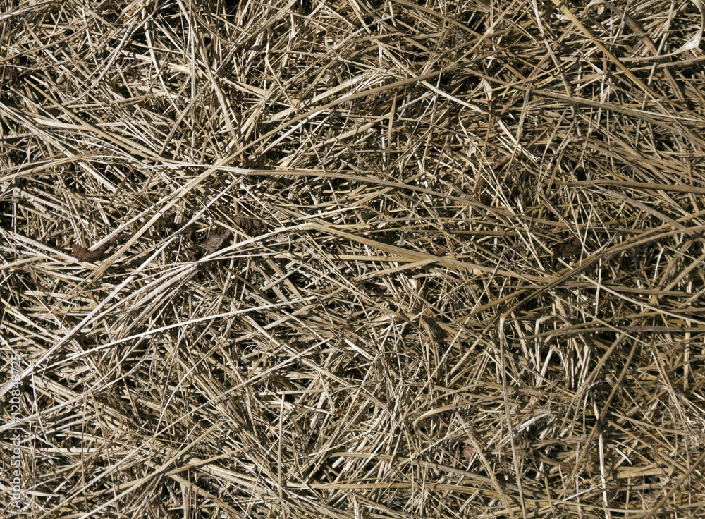 Dry grass texture. Dry grass texture.