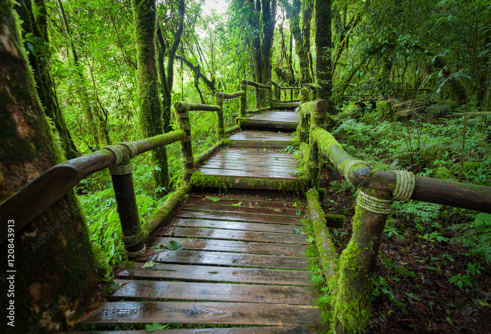 Fototapeta premium Wooden bridge in the forest at Doi Inthanon,Thailand