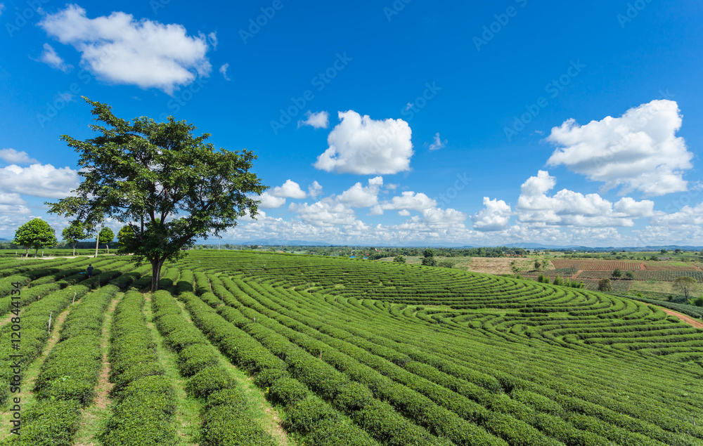 Tea plantation landscape in the mountain at Chang Rai, Thailand