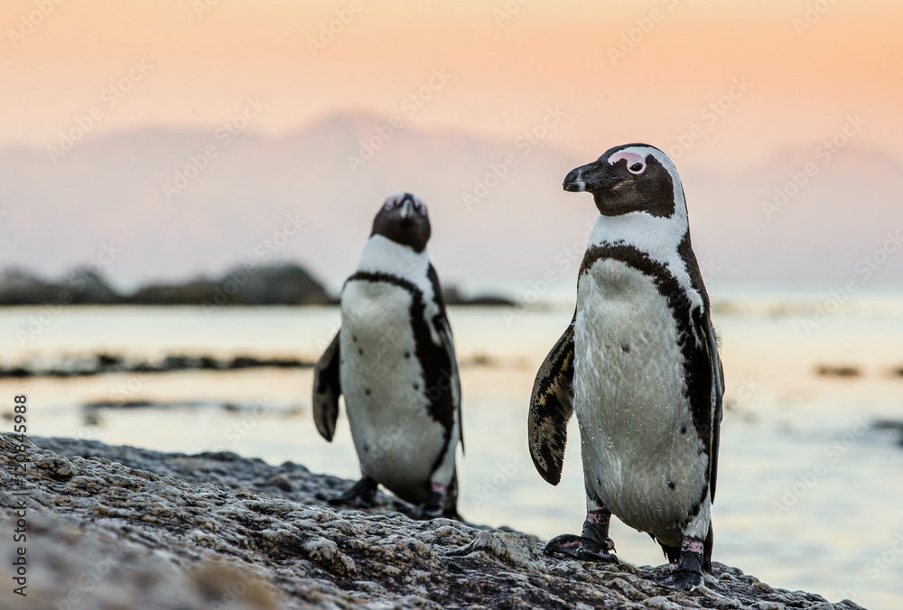 Fototapeta premium African penguin on the coast of the ocean in sunset. African penguin ( Spheniscus demersus) also known as the jackass penguin and black-footed penguin. Boulders colony. Cape Town. South Africa
