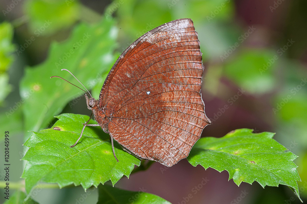 Obraz premium butterflies on green leaf