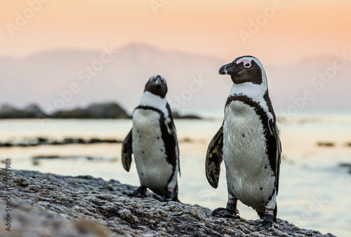African penguin on the coast of the ocean in sunset. African penguin ( Spheniscus demersus) also known as the jackass penguin and black-footed penguin. Boulders colony. Cape Town. South Africa