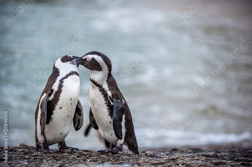 Mating dance and singing of couple of African penguins during mating season. African penguin ( Spheniscus demersus) also as the jackass penguin and black-footed penguin. Boulders colony. South Africa