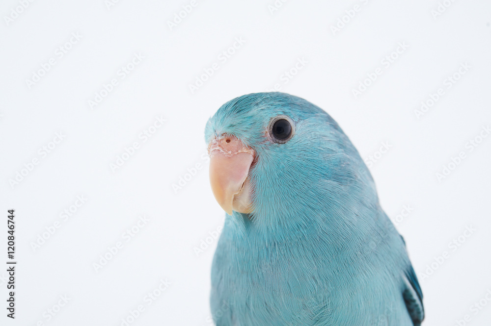 Fototapeta premium Pacific Parrotlet