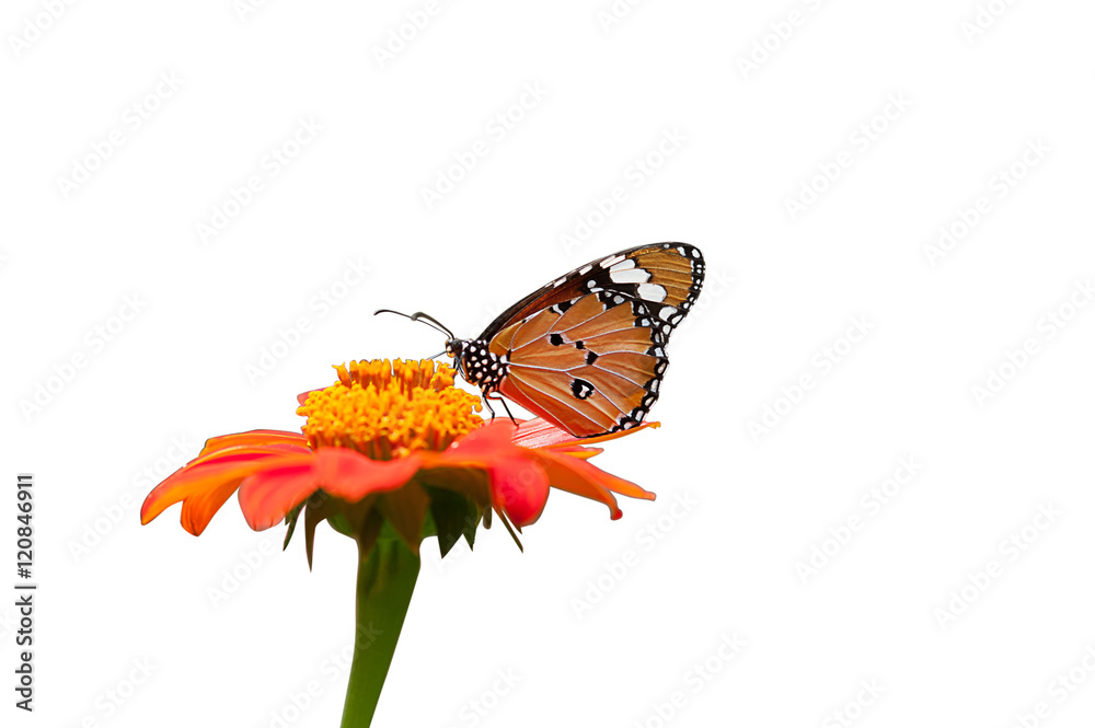 Obraz premium Beautiful butterfly