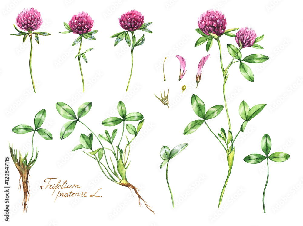 Watercolor botanical drawing of the meadow pink clover. Trefoil illustration isolated on the white background. Blossom, herbarium plant. Accurate botanical illustration - root, leaves, flowers