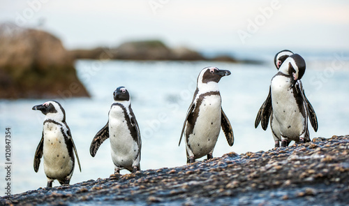 African penguins on the stony coast. African penguin ( Spheniscus demersus) also known as the jackass penguin and black-footed penguin. Boulders colony. Cape Town. South Africa 