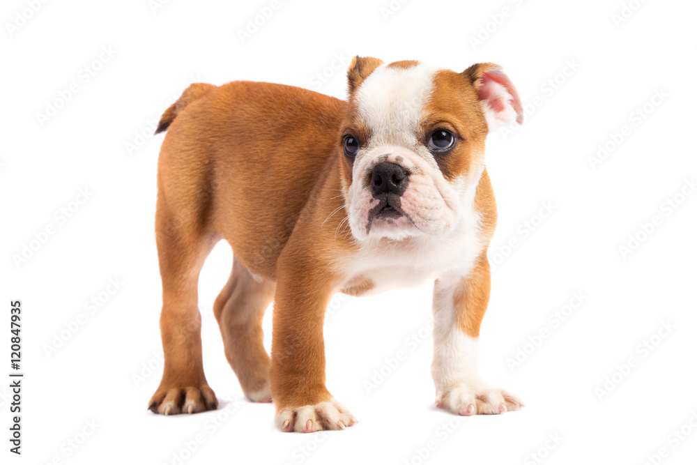 Cute puppy - english bulldog puppy