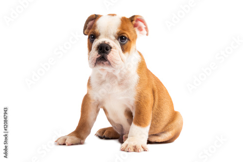 Fototapeta Naklejka Na Ścianę i Meble -  Cute puppy - english bulldog puppy