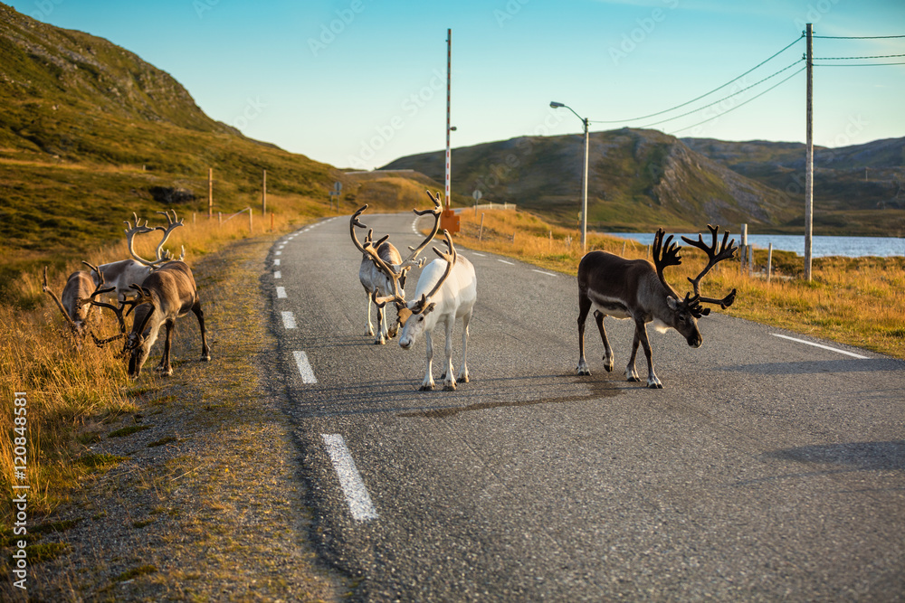 Fototapeta premium Deer walking along the road