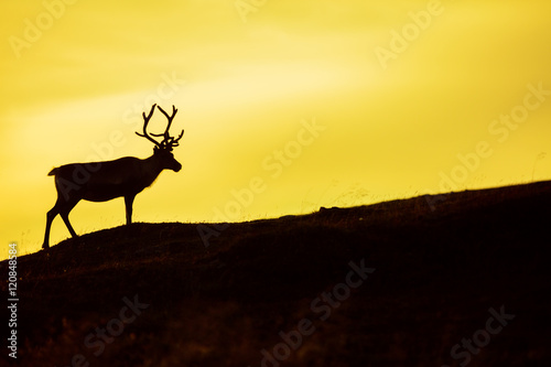 Silhouette of deer against sky at sunset © vvvita