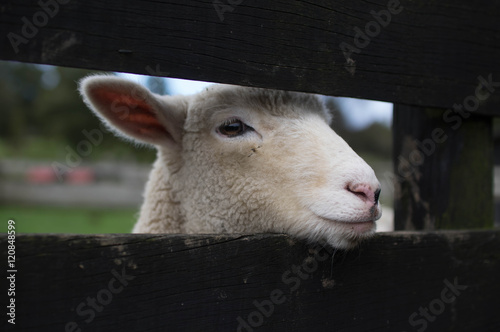 A lamb 