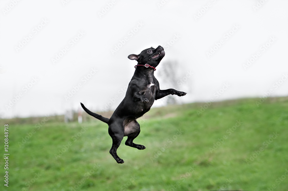 English staffordshire bull terrier running English staffordshire bull terrier running