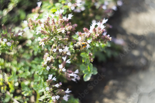 Drone Fly (Eristalis tenax) on flower