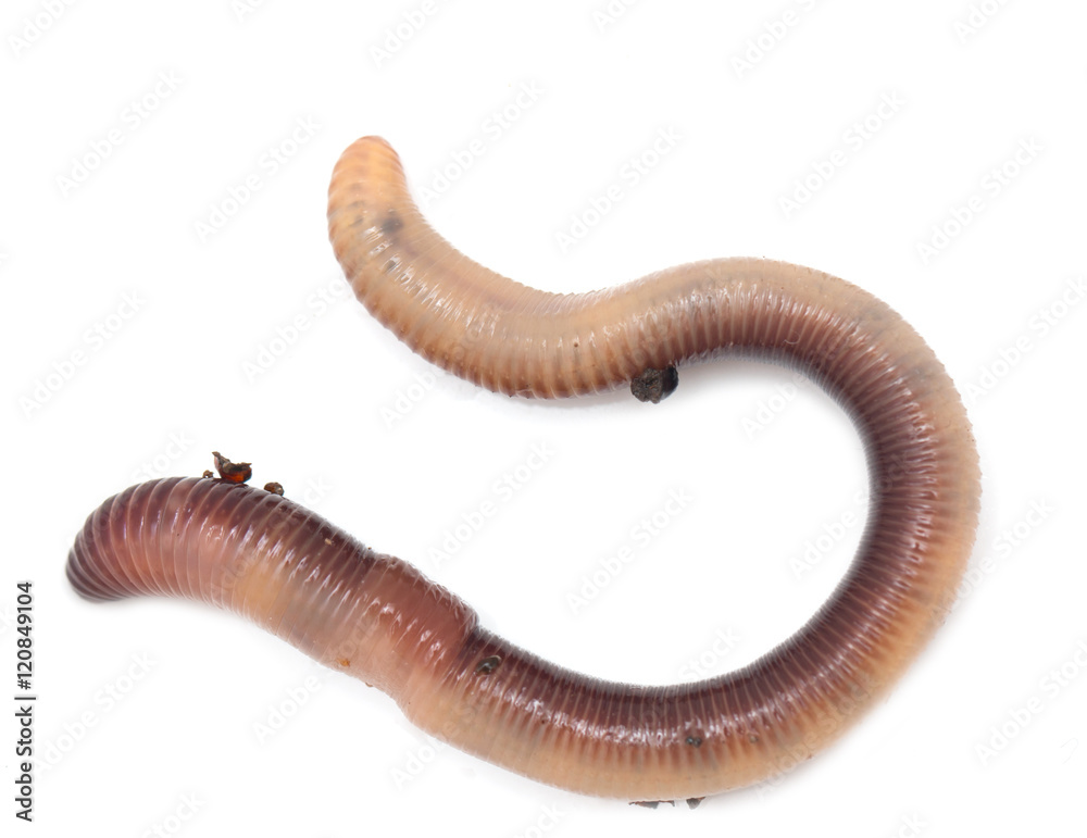 earthworm on a white background earthworm on a white background