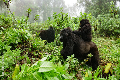 Female mountain gorilla with baby on top photo