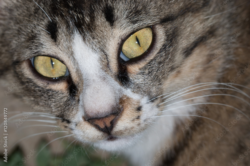 cat face cat face