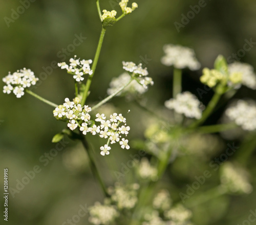 Small white flowers on a branch
