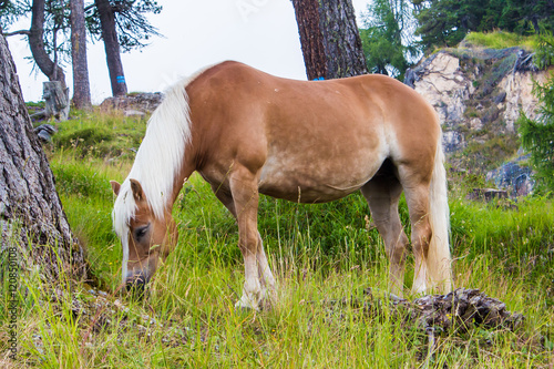 Haflinger horse photo