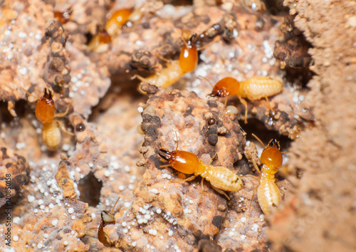 Close up termites or white ants in nest.