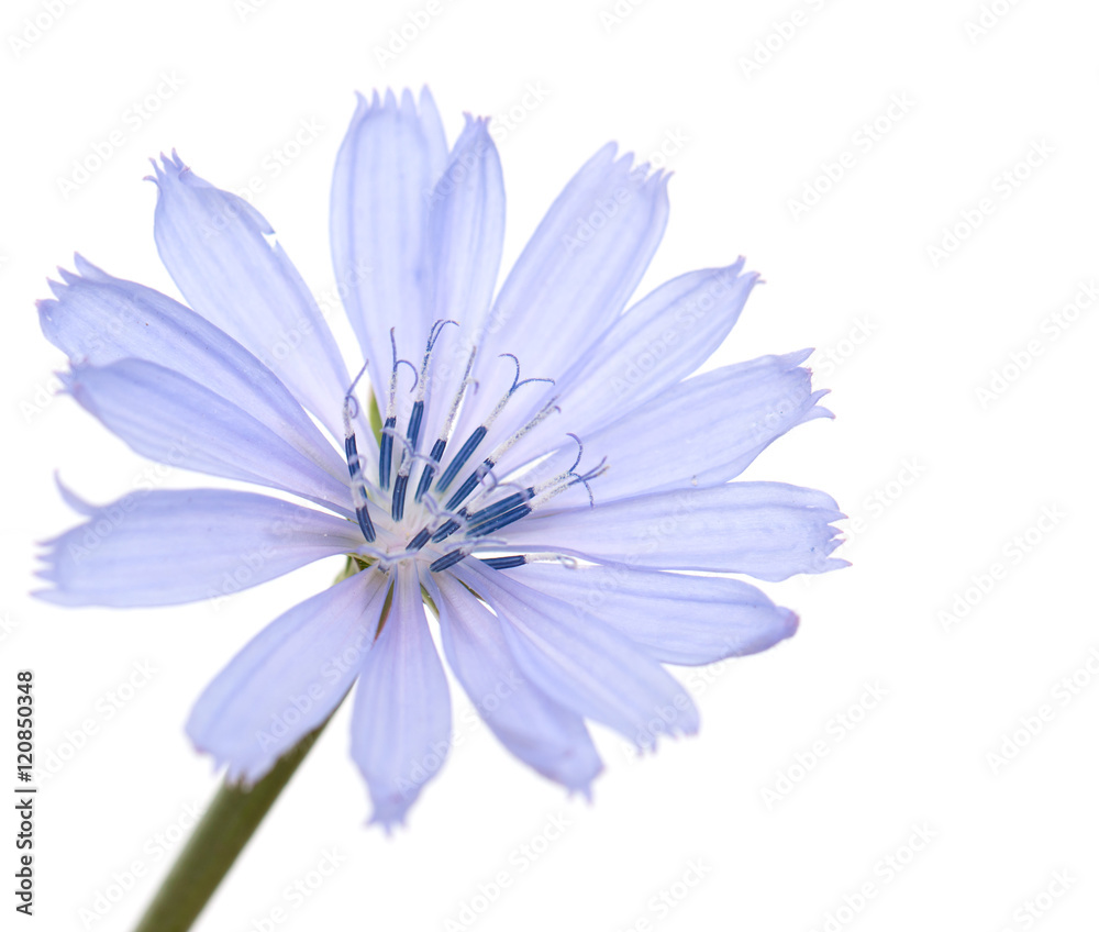 Fototapeta premium blue flower on a white background