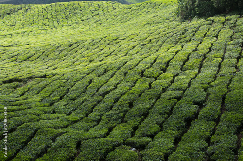 Tea plantation in Cameron highlands,mountain hills in Malaysia