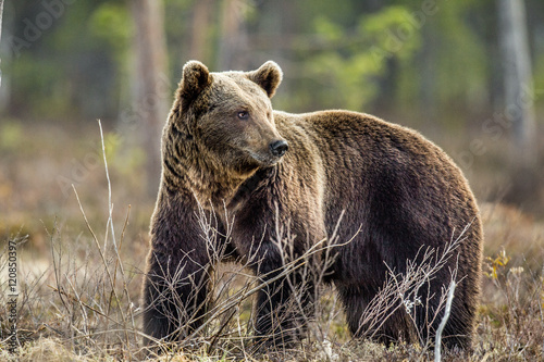 Wild Brown Bear (Ursus arctos) on a swamp in Spring forest. Natural habitat