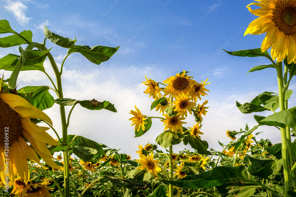 Obraz premium Sunflowers, Azarbayjan, Iran